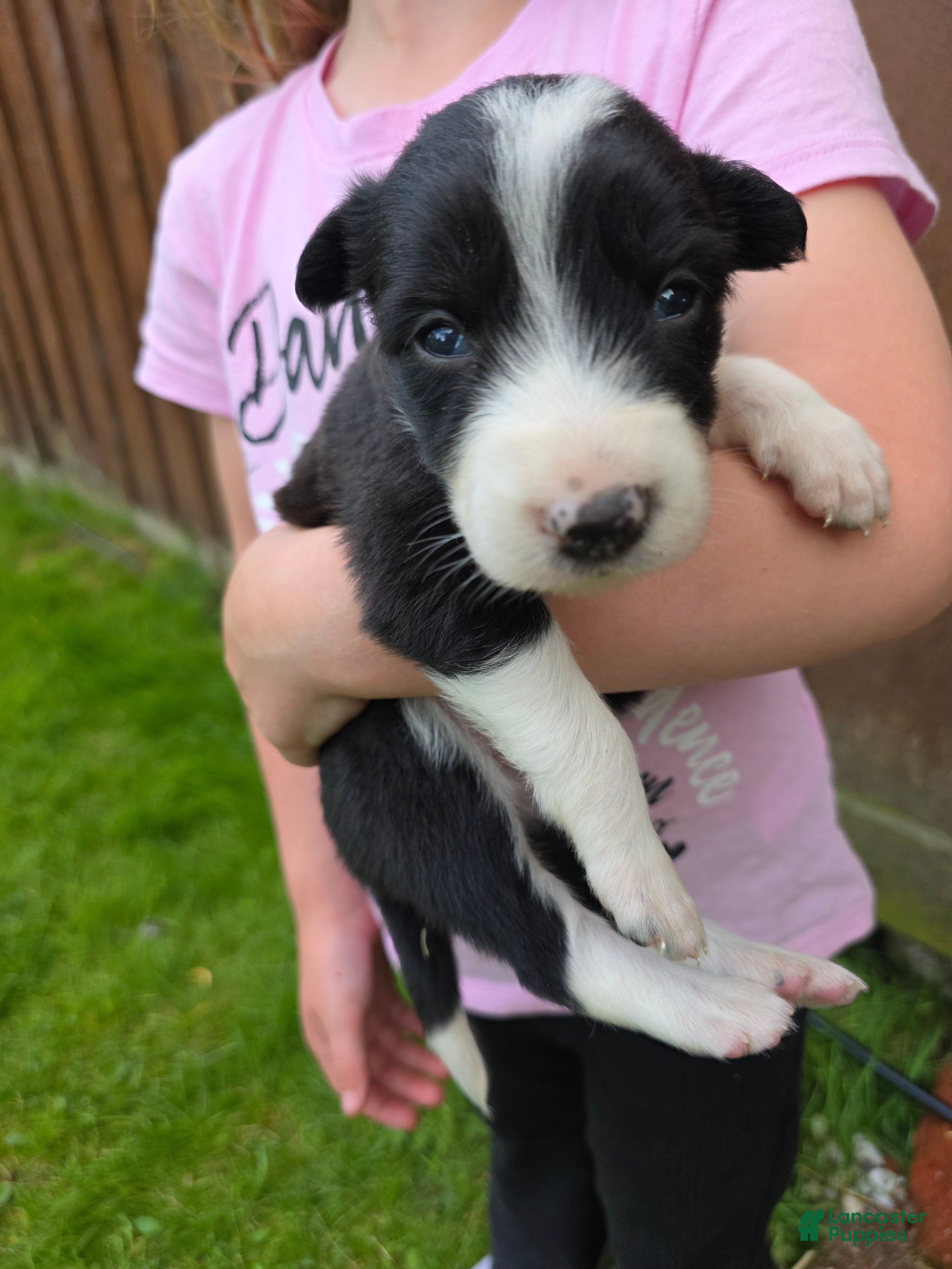 Border Collie dogs Gracie - Ad 42