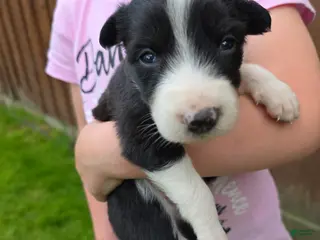 Border Collie dogs Gracie - Ad 21