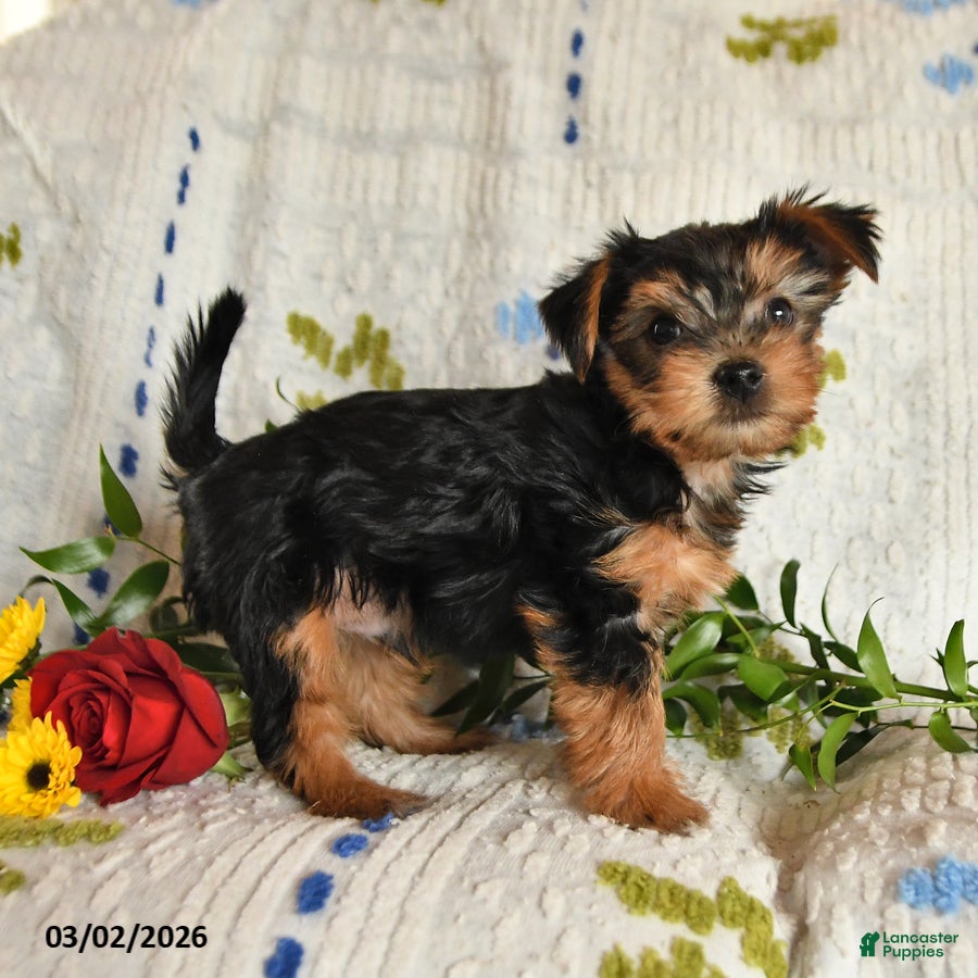 Yorkshire Terrier dogs Jasper - Ad 2