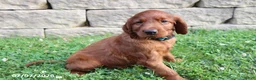 Irish Setter dogs for sale: Curly - Ad 3