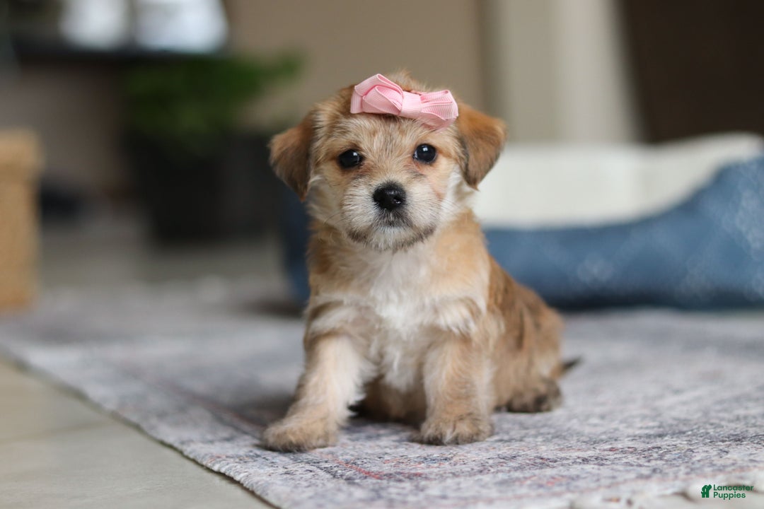 Morkie dogs for sale: Ina - Ad 6