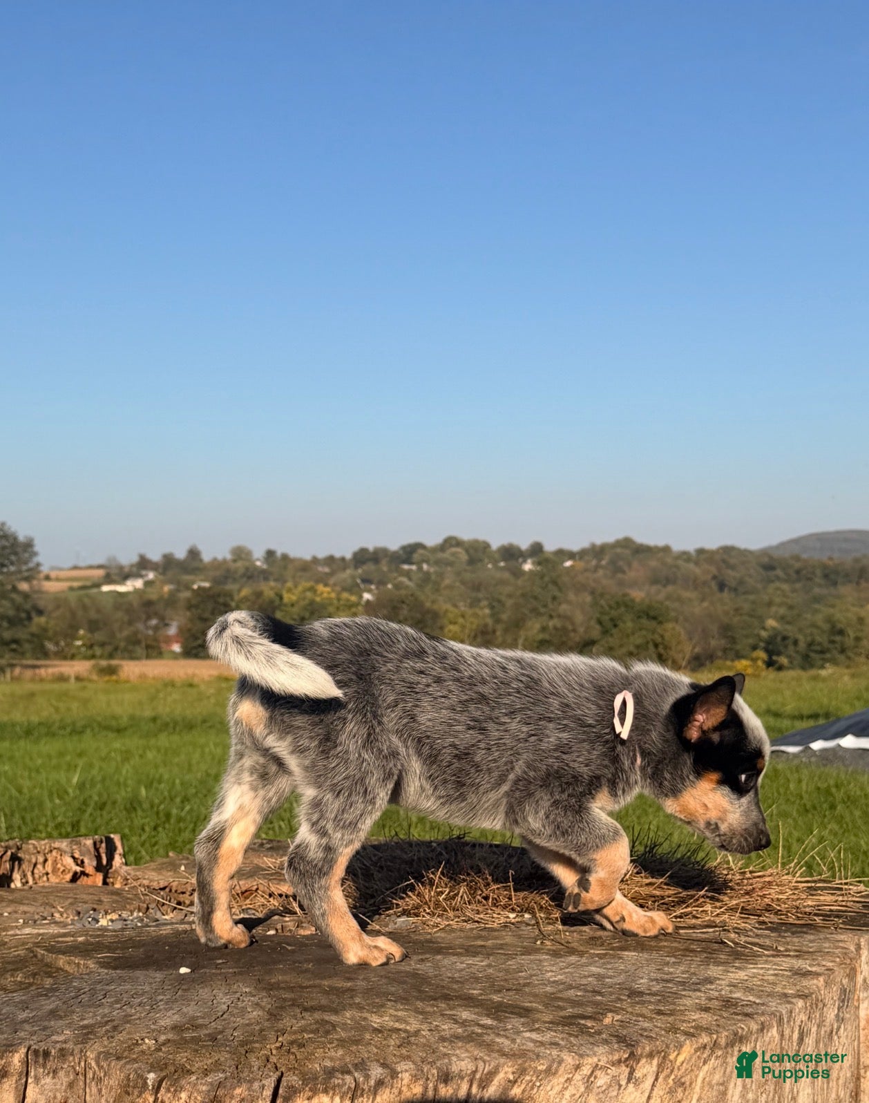 Australian Cattle Dog dogs for sale: Cinch - Ad 2