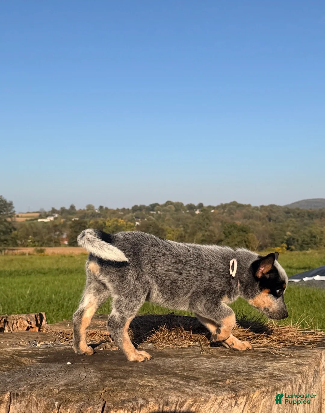 Australian Cattle Dog dogs for sale: Cinch - Ad 2