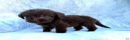 Labradoodle dogs for sale: Bella - Ad 4