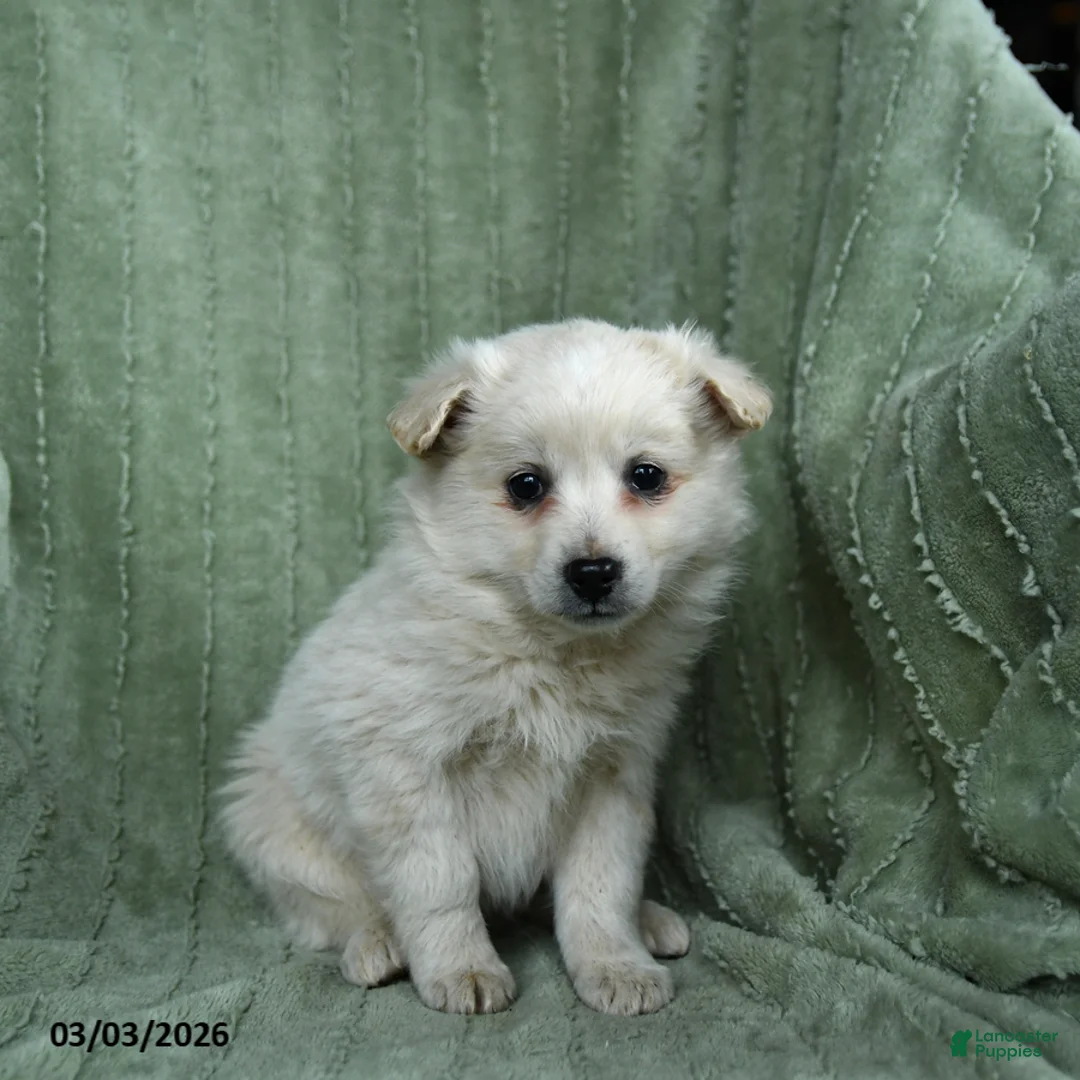 Mixed Breed dogs for sale: Ghost  - Ad 3