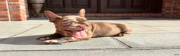 French Bulldog dogs for sale: Rojo Merle boy  - Ad 2
