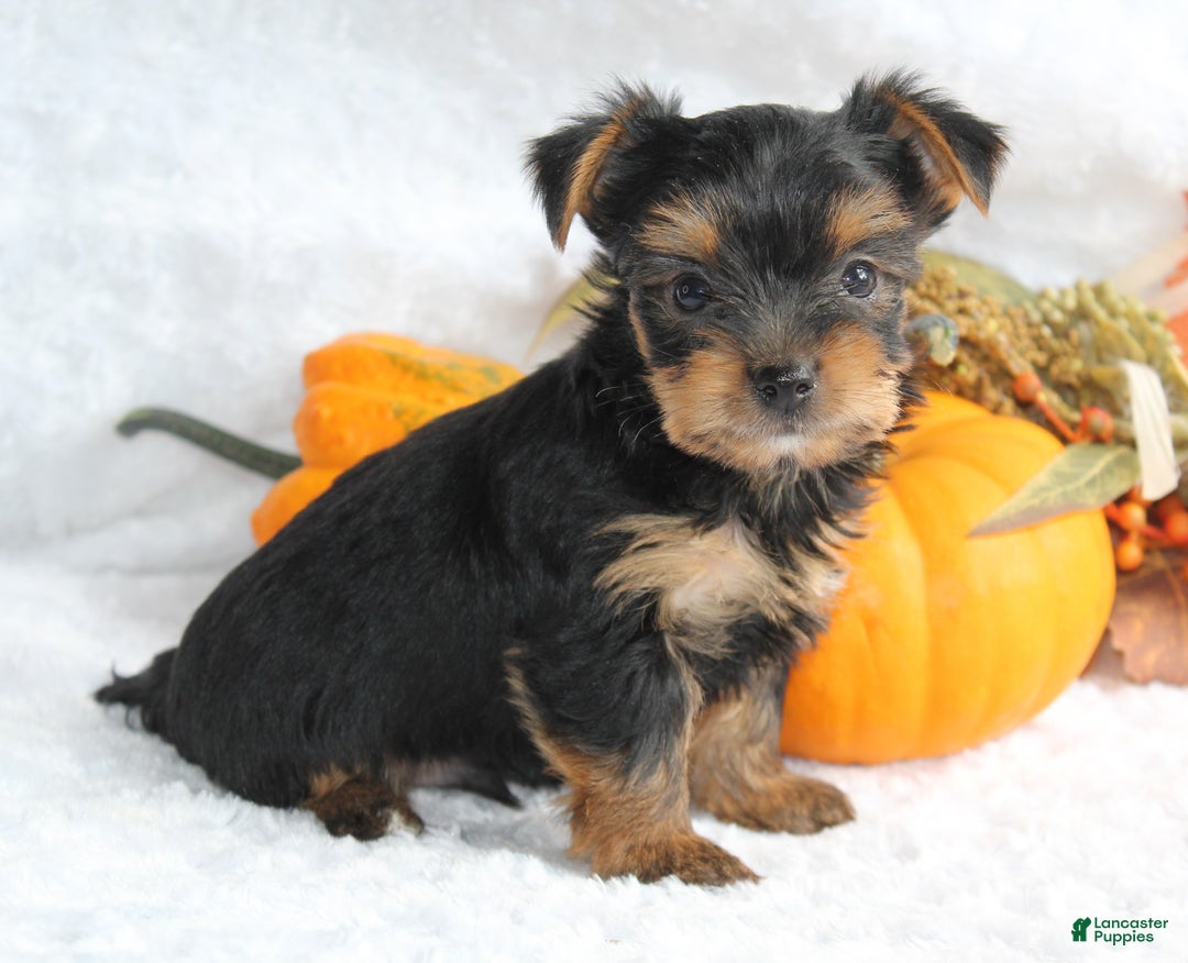 Yorkshire Terrier dogs for sale: Teeko - Ad 2