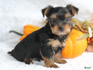 Yorkshire Terrier dogs Teeko - Ad 21