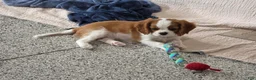 Cavalier King Charles Spaniel dogs for sale: Cavalier King Charles Spaniel 3 - Ad 9