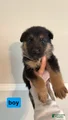 German Shepherd Puppy 1