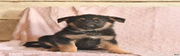 German Shepherd dogs for sale: Banjo  - Ad 1