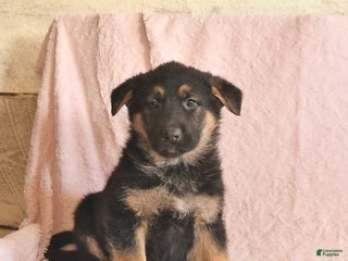 German Shepherd dogs Banjo - Ad 1