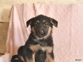 German Shepherd dogs Banjo - Ad 30