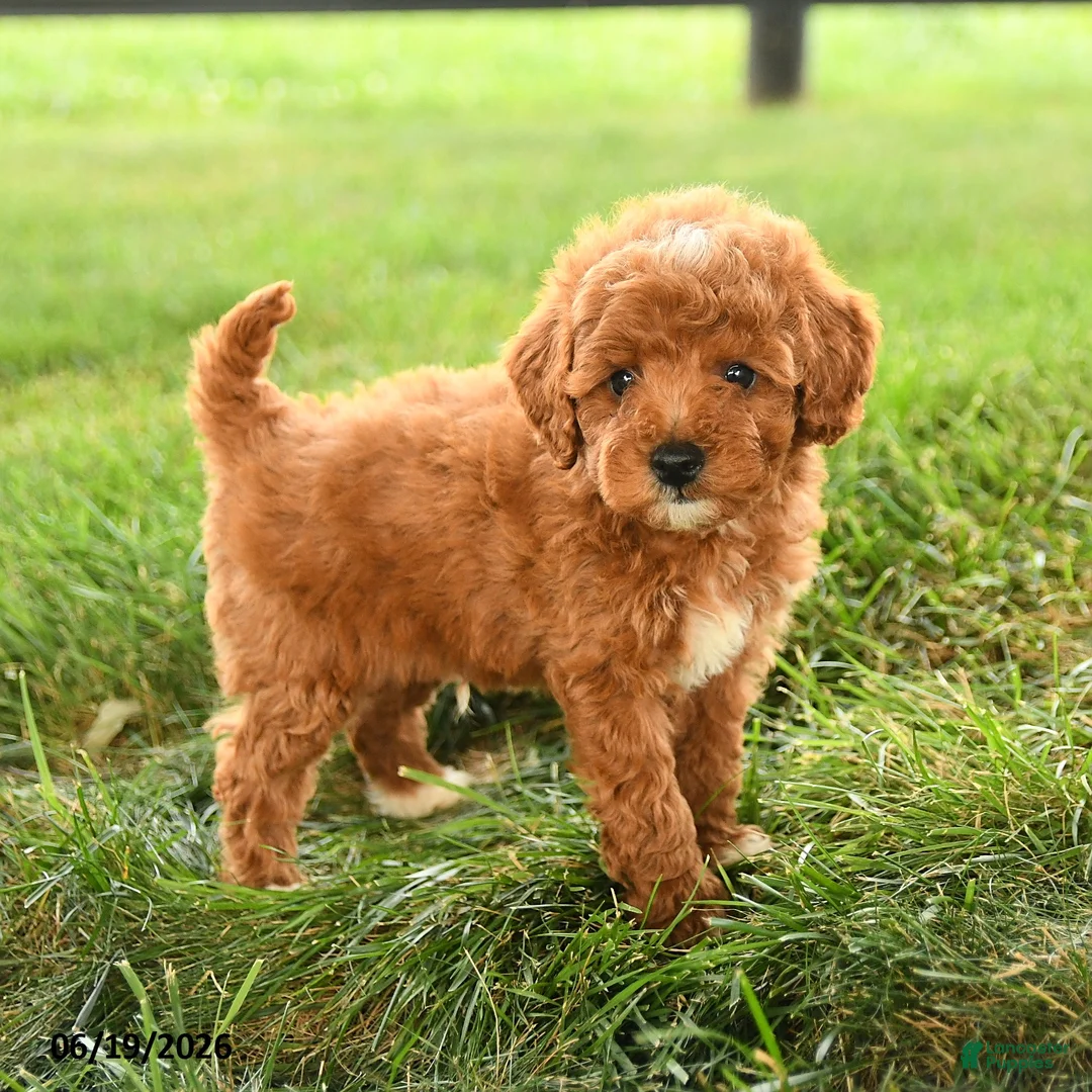 Mini Goldendoodle dogs for sale: Flannigan - Ad 1