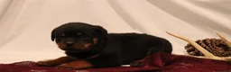 Rottweiler dogs for sale: Aubrey - Ad 2