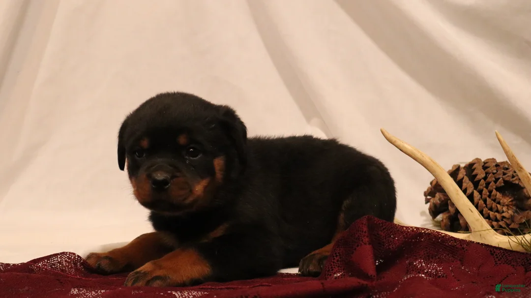Rottweiler dogs for sale: Aubrey - Ad 2