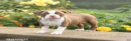 Boston Terrier dogs for sale: Walker - Ad 2