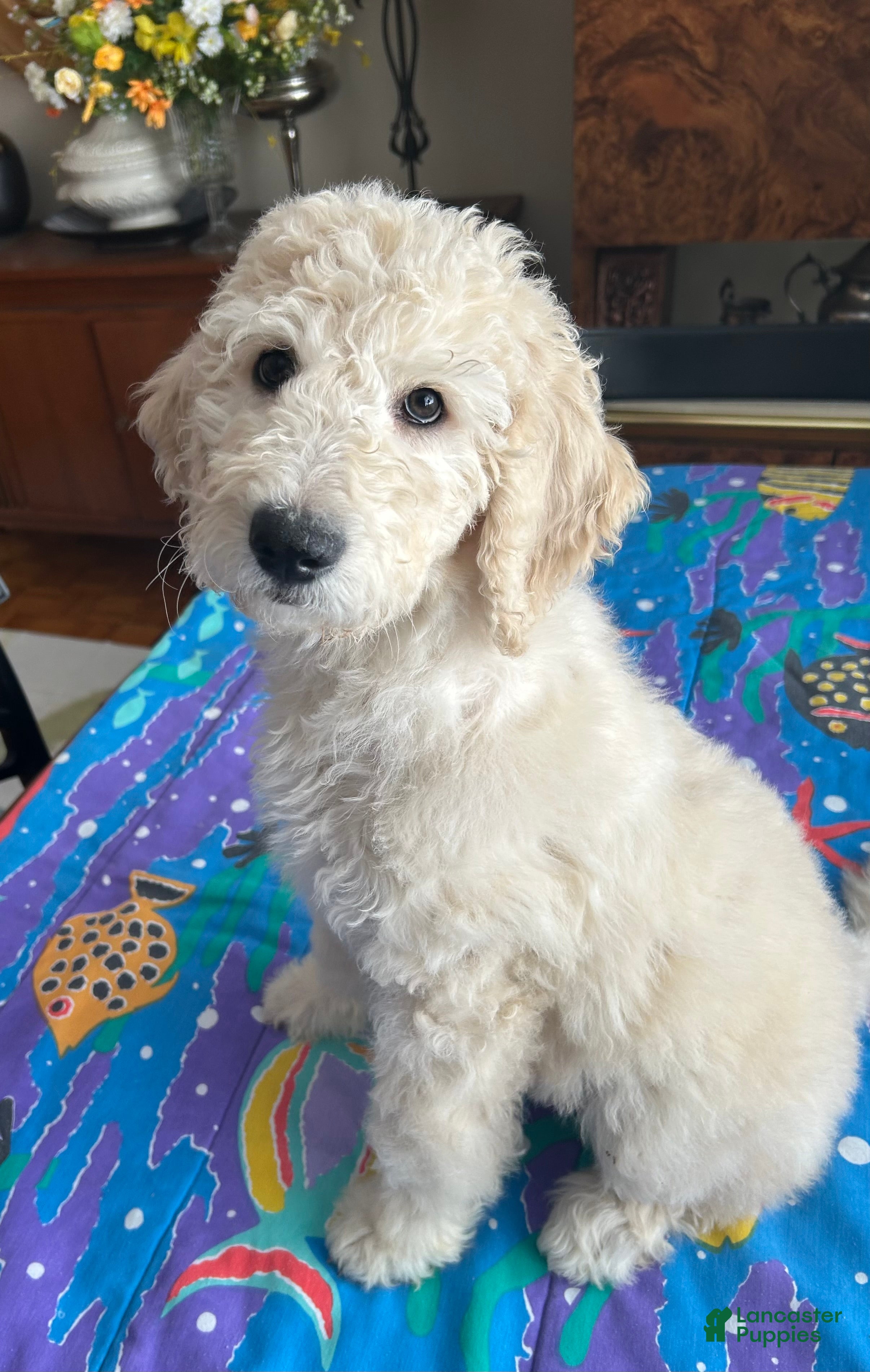 Goldendoodle dogs Sophie  - Ad 22