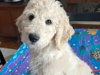 Goldendoodle dogs Sophie - Ad 22