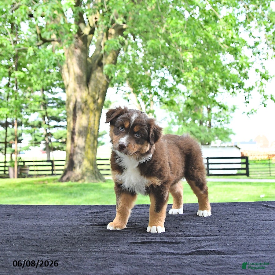 Australian Shepherd dogs Dora - Ad 1