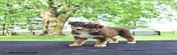 Australian Shepherd dogs for sale: Dora - Ad 1