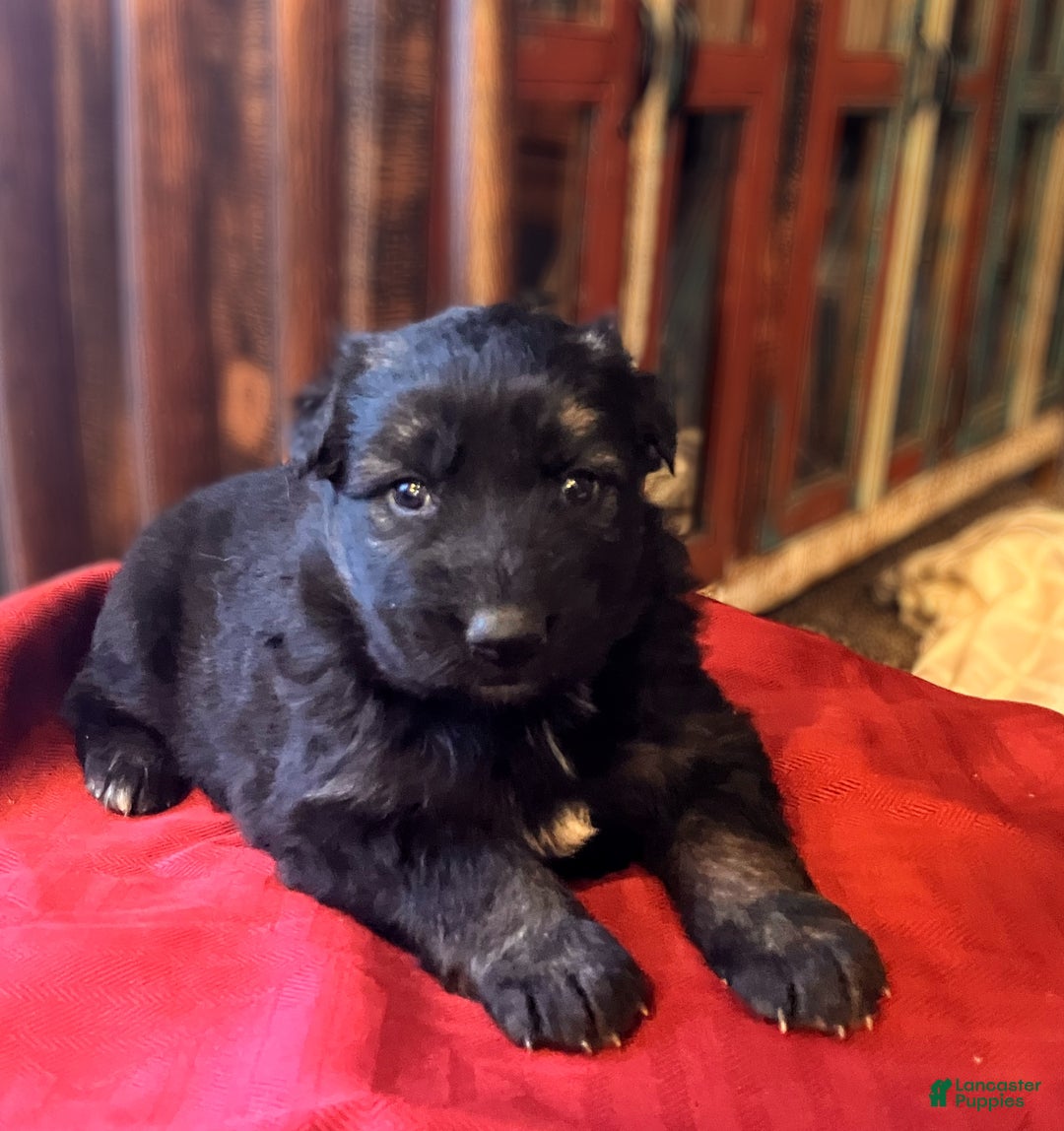German Shepherd dogs for sale: ♥️SWEET DEZARAY ♥️ - Ad 1