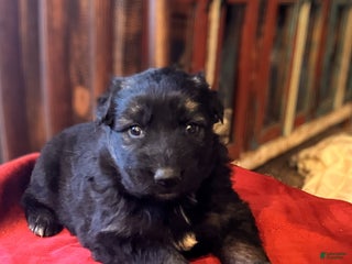 German Shepherd dogs ♥️SWEET DEZARAY ♥️ - Ad 14