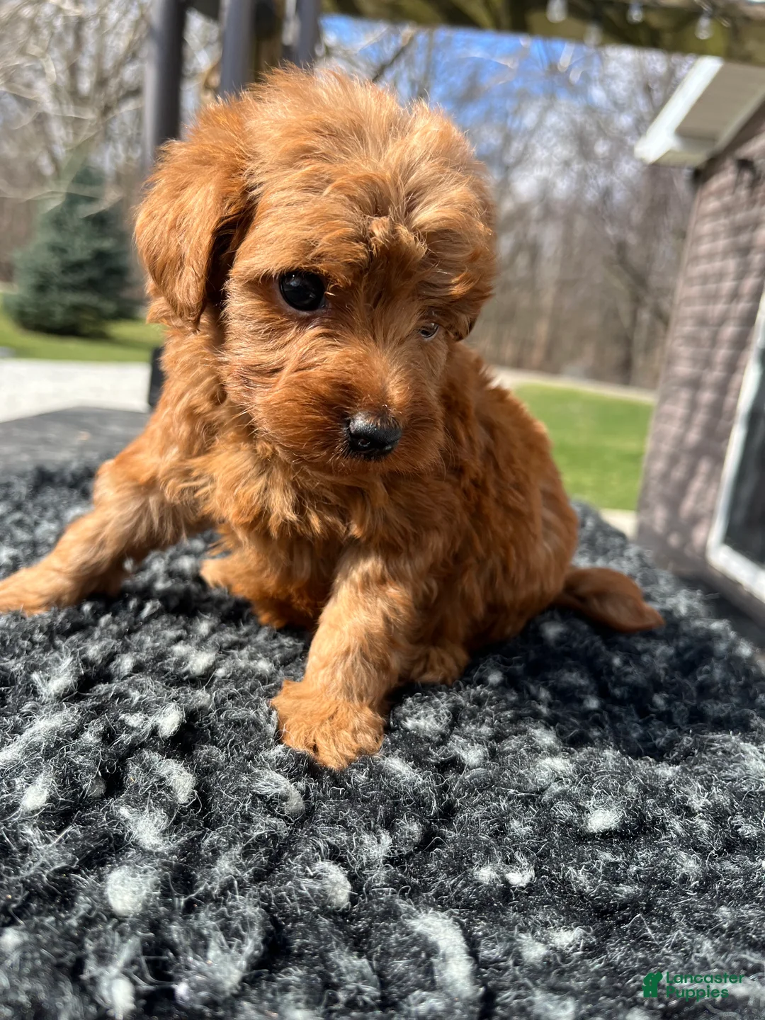 Mini Goldendoodle dogs for sale: Lucy - Ad 1