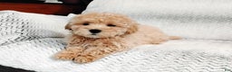 Maltipoo dogs for sale: Anson - Ad 6