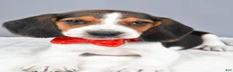Beagle dogs for sale: Odin - Ad 4