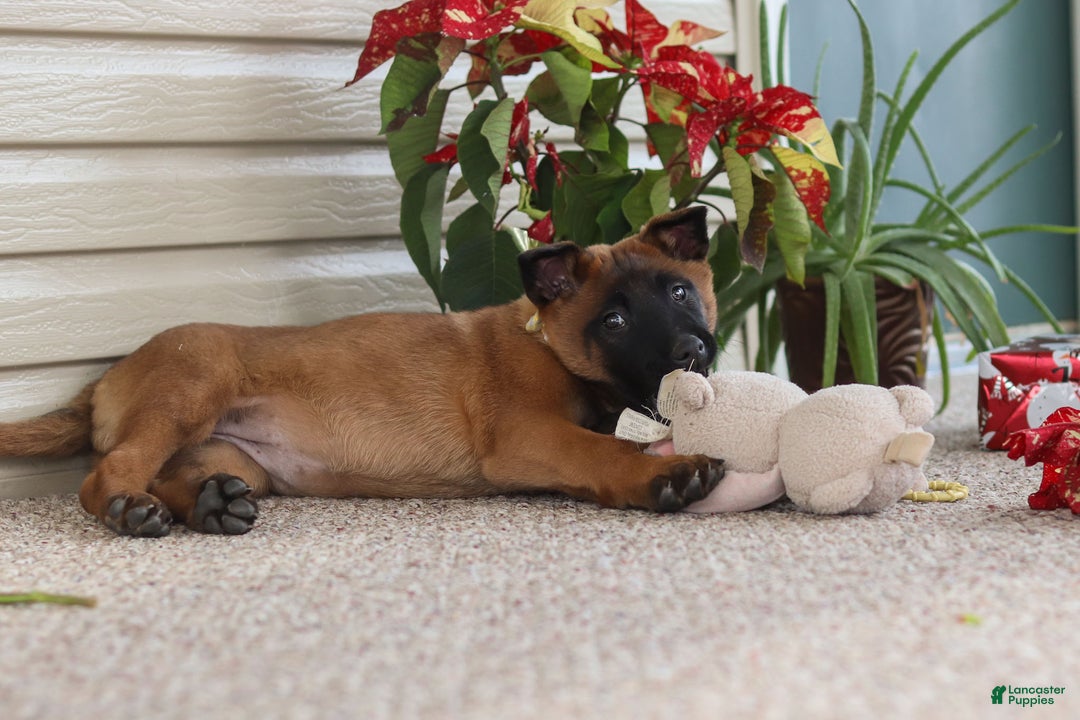 Belgian Malinois dogs for sale: Ginger - Ad 18