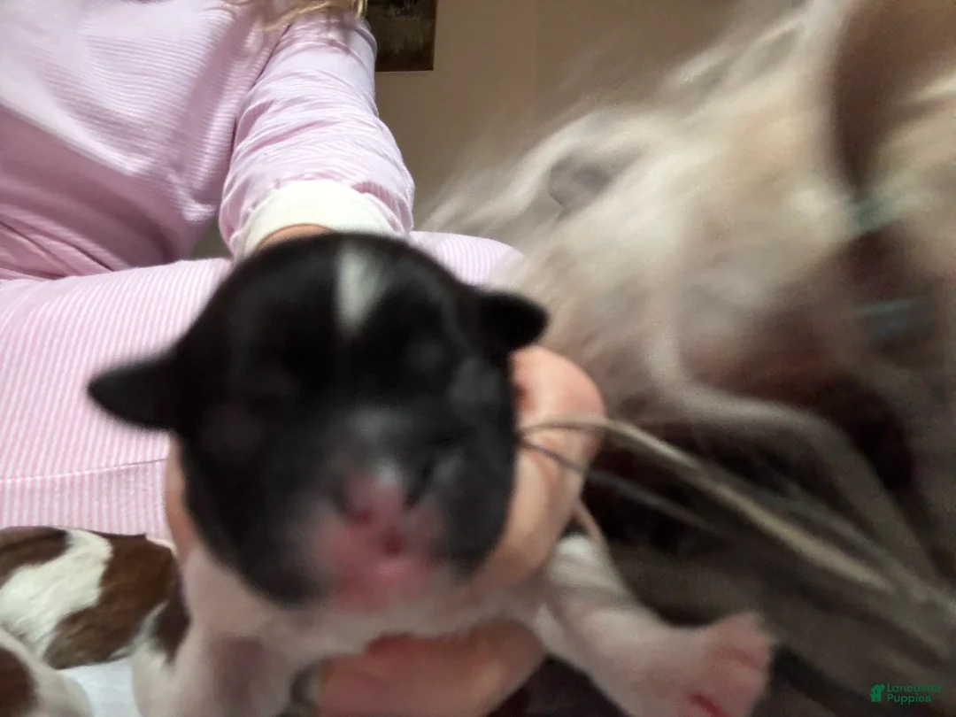 Mixed Breed dogs for sale: Teddy Bear 2 - Ad 1