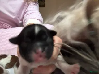 Mixed Breed dogs for sale: Teddy Bear 2 - Ad 2