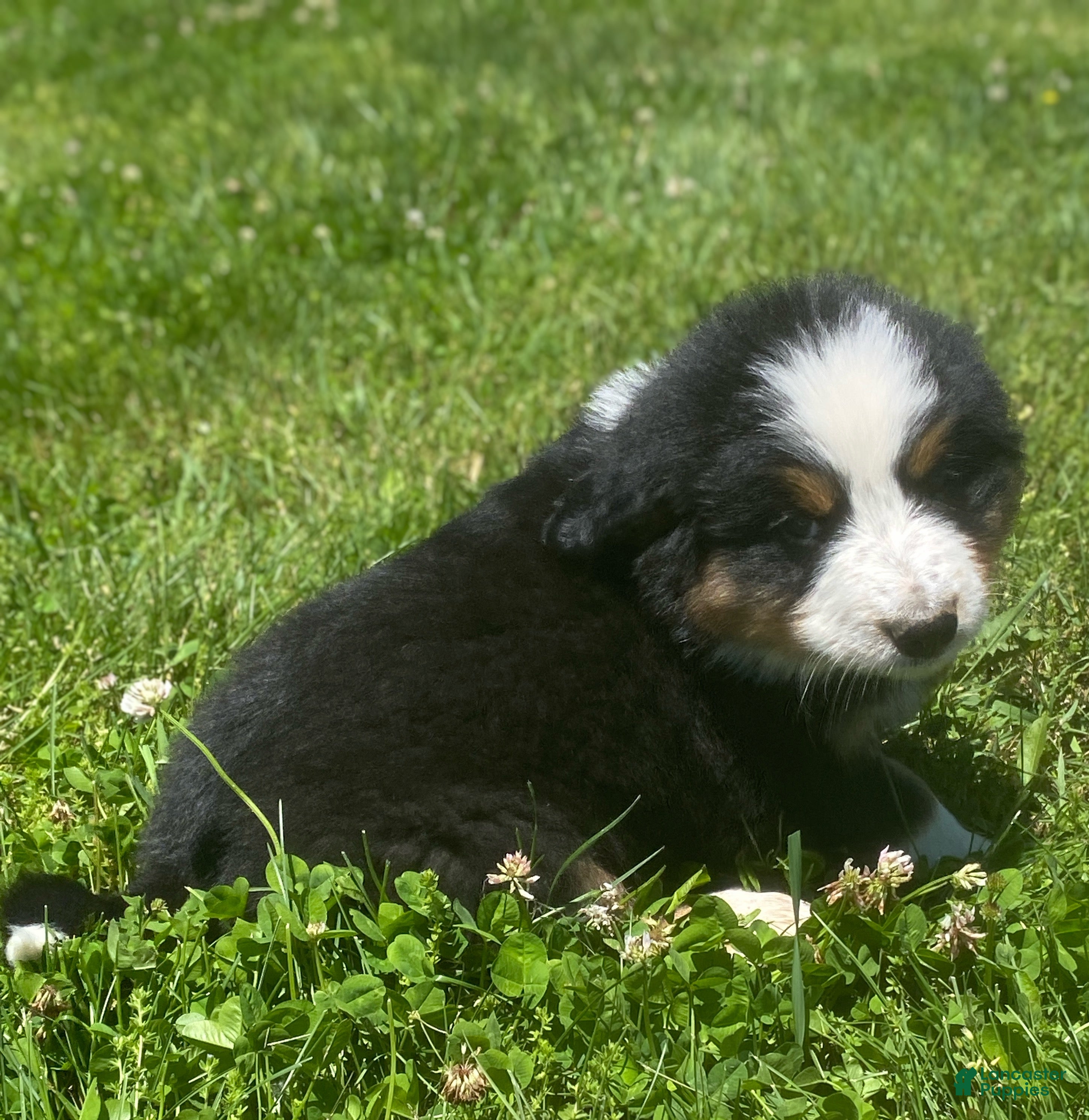 Mixed Breed dogs for sale: ♥️SWEET BERNIE♥️ - Ad 4