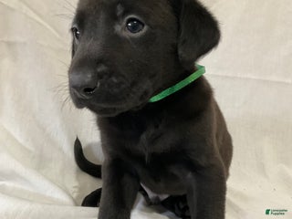 Labrador Retriever dogs Abel - Ad 22