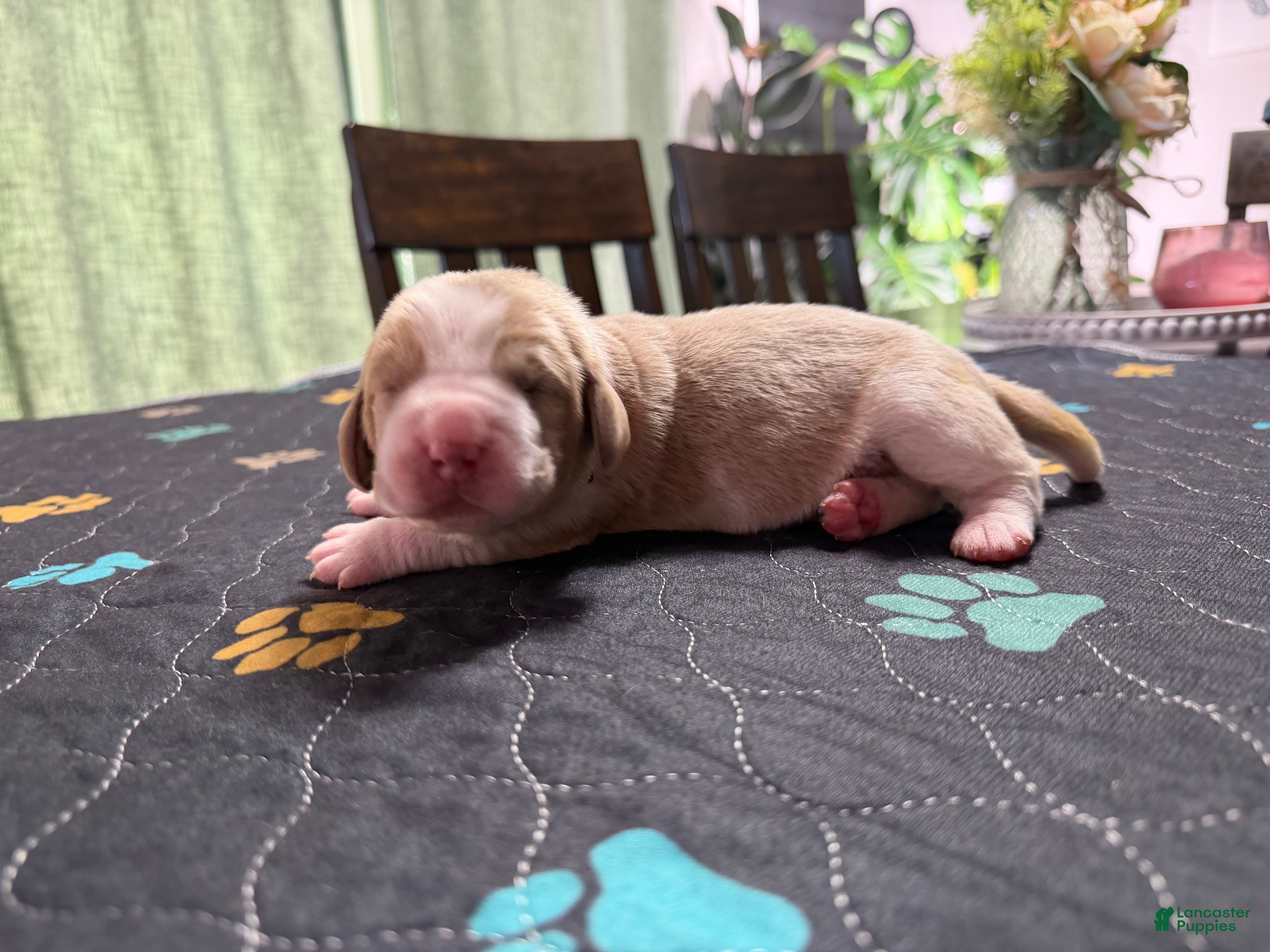 Basset Hound dogs Mario- red - Ad 9