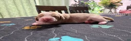 Basset Hound dogs for sale: Mario- red - Ad 1