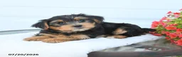 Morkie dogs for sale: Lily - Ad 4