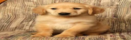 Golden Retriever dogs for sale: Rusty - Ad 7
