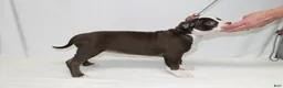American Bully dogs for sale: American Bully female - Ad 4