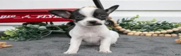 Chihuahua dogs for sale: Aurora - Ad 1