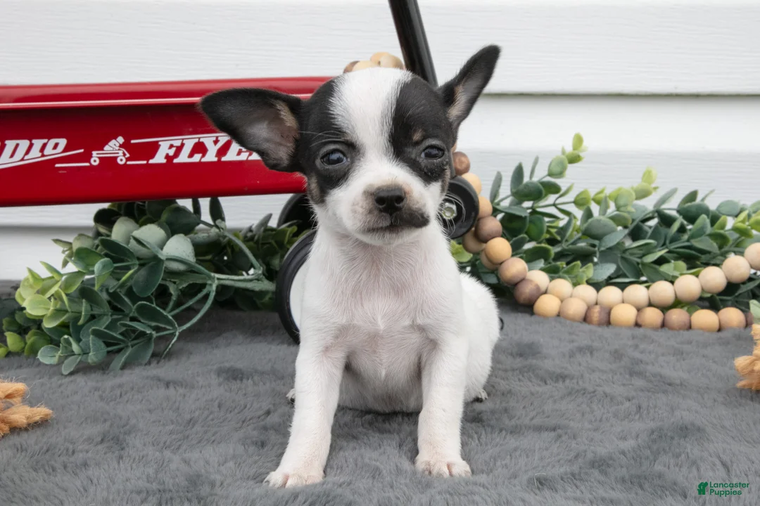 Chihuahua dogs for sale: Aurora - Ad 1