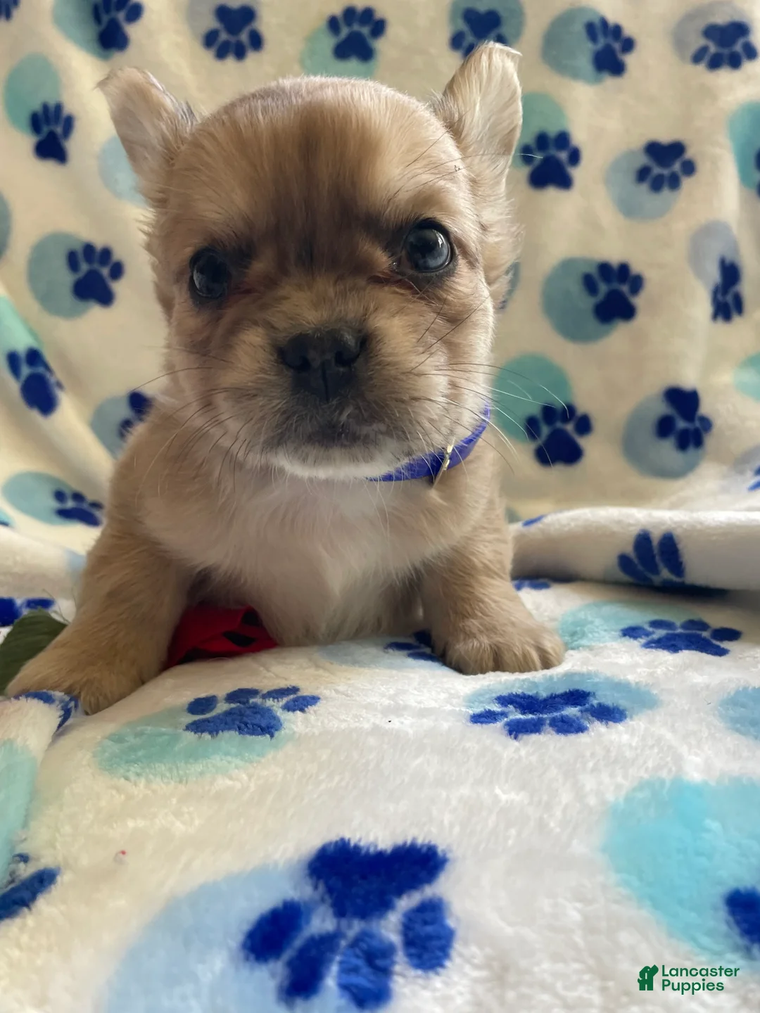 French Bulldog dogs for sale: Samson LONG HAIRED - Ad 2