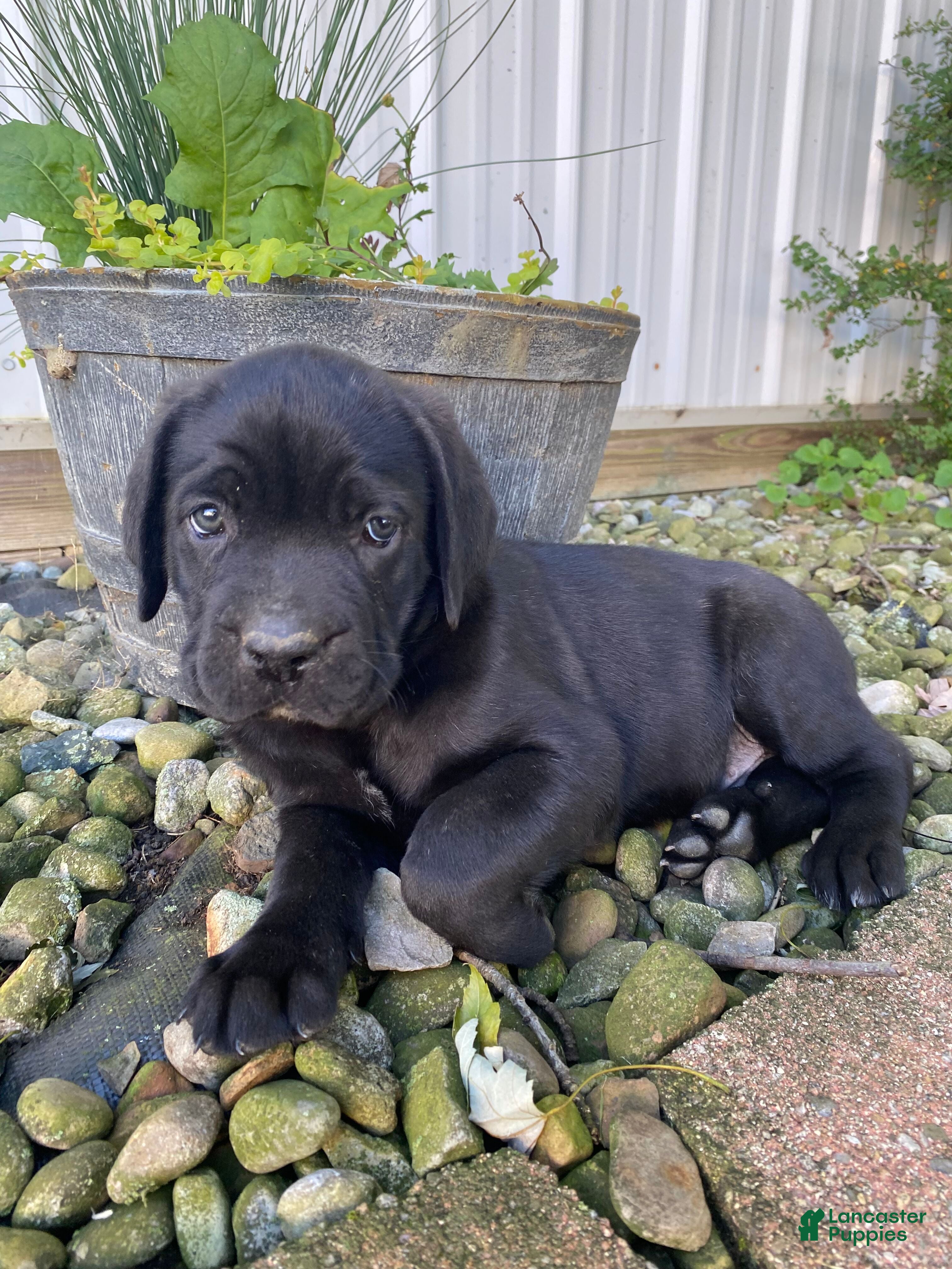 Jayce (Cane Corso, Male) in Apple Creek, OH