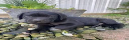 Cane Corso dogs for sale: Jayce - Ad 1