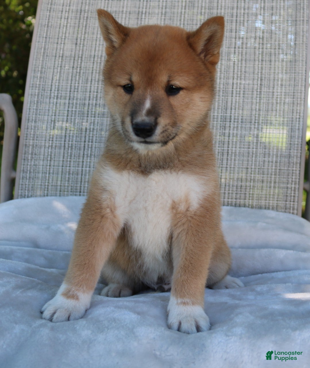 Shiba Inu dogs Leo - Ad 1