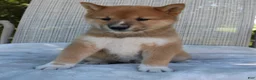 Shiba Inu dogs for sale: Leo - Ad 1