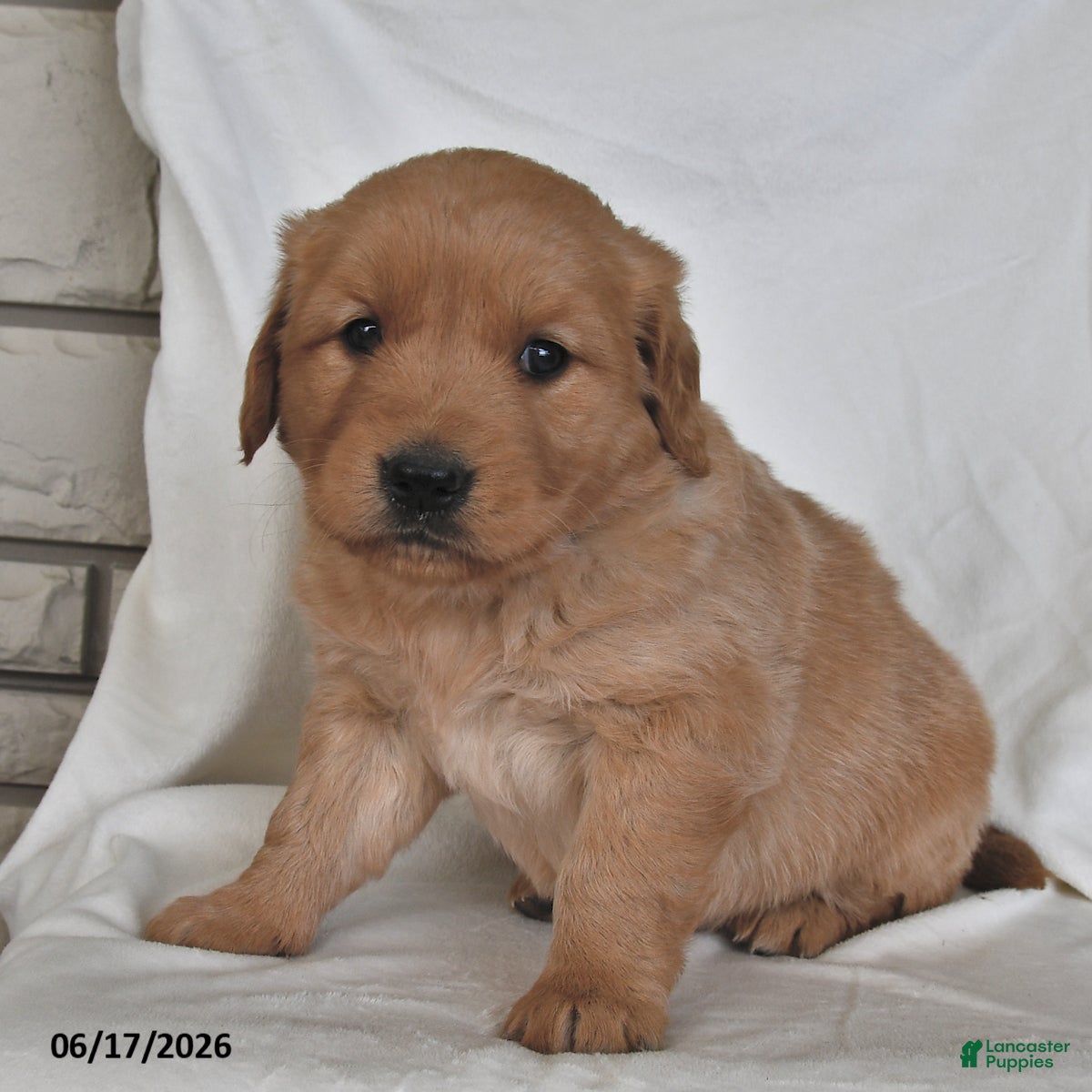 Golden Retriever dogs Jasper - Ad 2