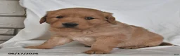 Golden Retriever dogs for sale: Jasper - Ad 2