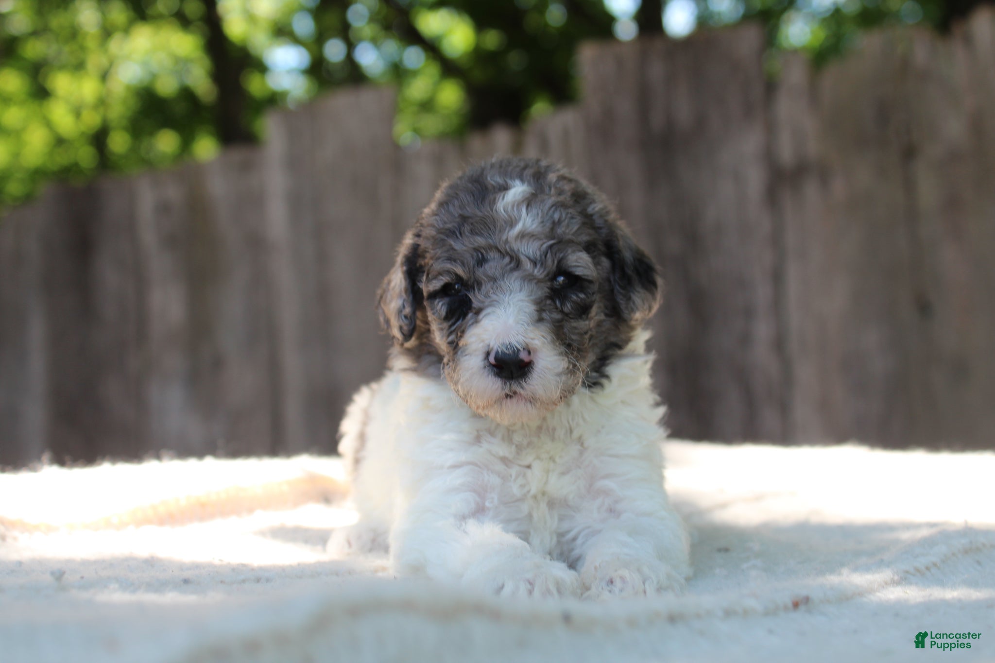 Standard Poodle dogs for sale: Fern AKC Standard Poodle - Ad 1